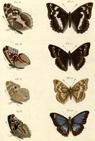 Papillons340.jpg