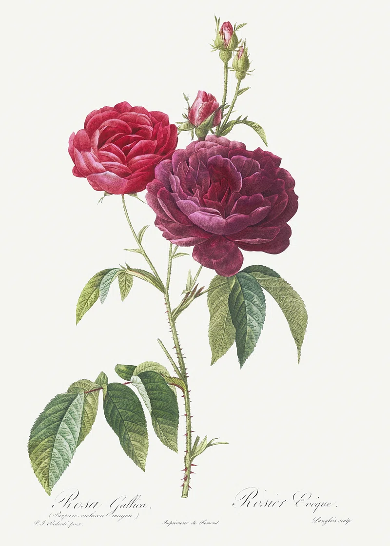 Patrimoine en balade : "Les roses" de Pierre-Joseph Redouté | 