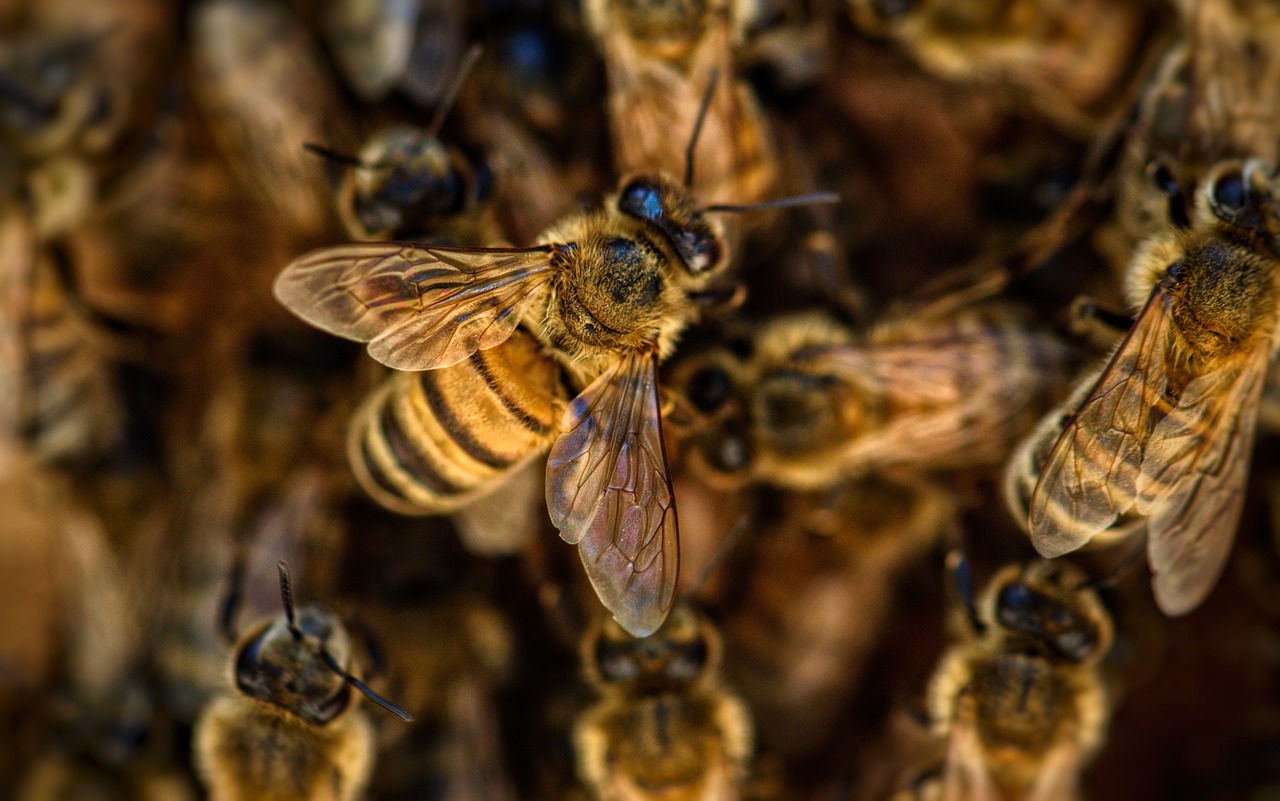 Journée du miel et de l'abeille | 